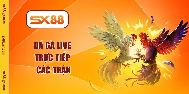 Đá gà live trực tiếp các trận